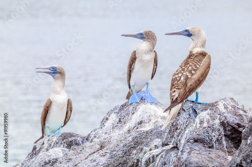 Fou à pieds bleus Galapagos Equateur Piqueros oiseaux  photo