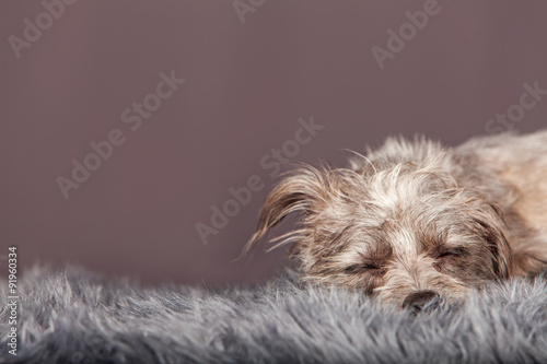 Sleeping Little Dog Grey Background