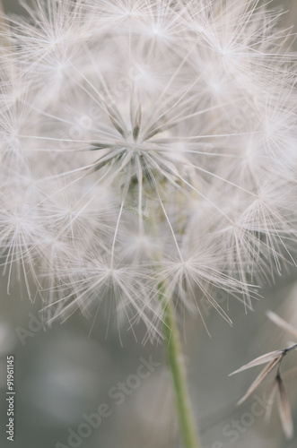 Soft Wishes Dandelion