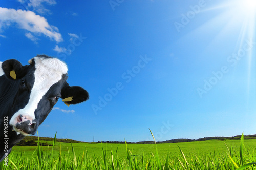 Mucca che guarda con uno sfondo di una prateria verde e un cielo azzurro photo