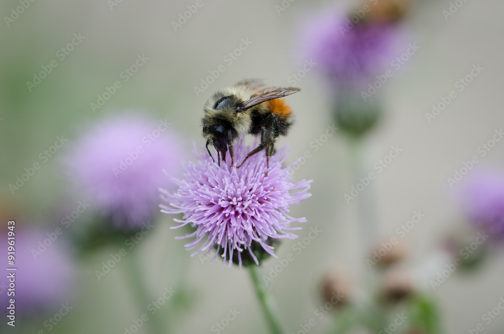 Bee feeding on a thistle - obrazy, fototapety, plakaty 