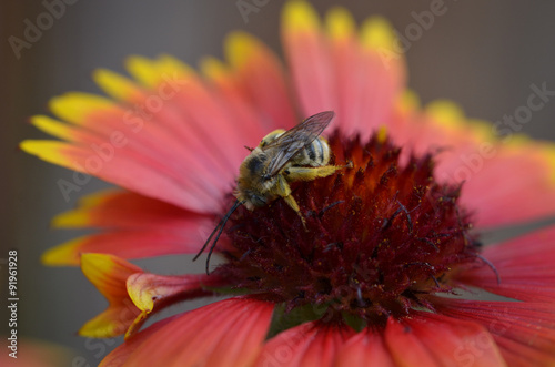 Bee on Native Wildflower