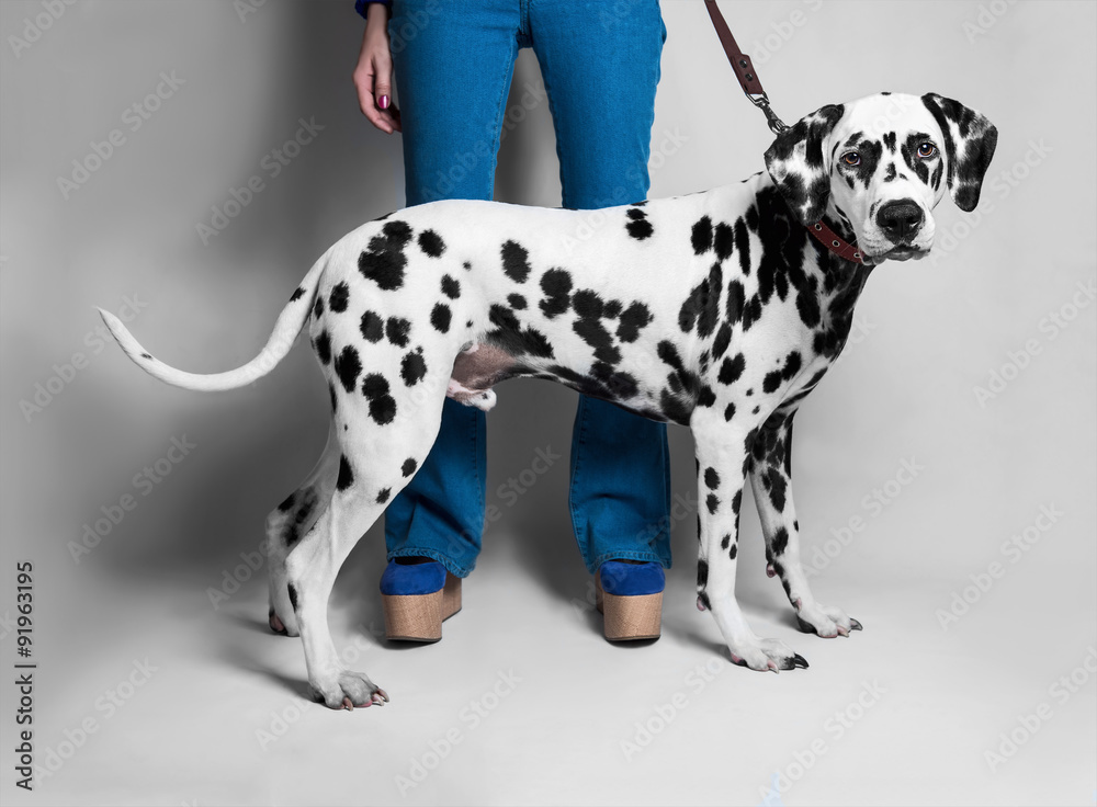 The girl shows a Dalmatian dog in front