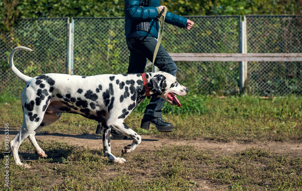 Girl handler and Dalmatian dog