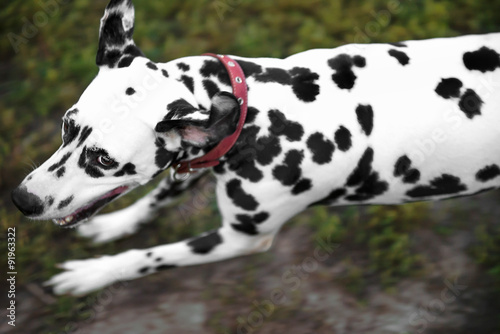 Dalmatian dog running back