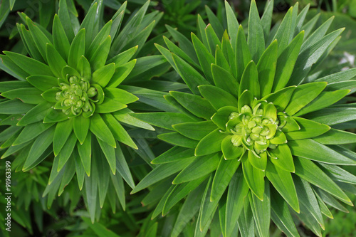 Tableau sur toile Two lilies. The buds are not discovered. The plant is in bud. To