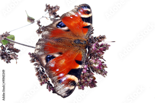 Mint mentha pulegium herbs and butterfly photo