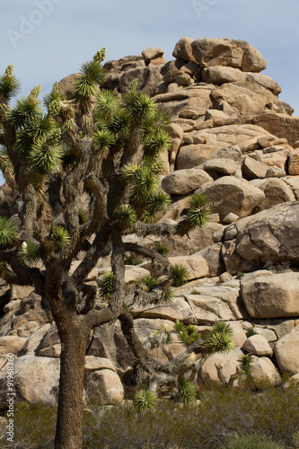 Joshua Tree and intriguing rocks in Joshua Tree National Park in California