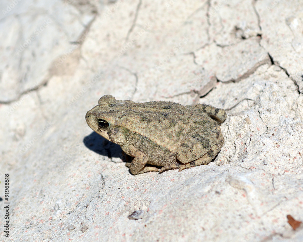 Obraz premium Toad/Large Toad on cracked, dried earth
