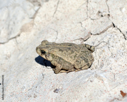 Toad Large Toad on cracked  dried earth