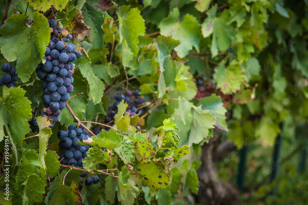 Red wine grapes on the vine with green leaves