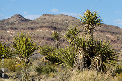 Joshua Trees and eroded hills in Mojave National Preserve in California