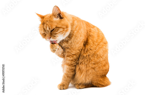 Fototapeta Naklejka Na Ścianę i Meble -  red cat washes