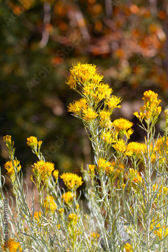 Chamisa or Rabbit Bush blooms in autumn in the Rocky Mountains photo