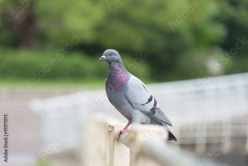 Pigeon Facing Left © kazzpix