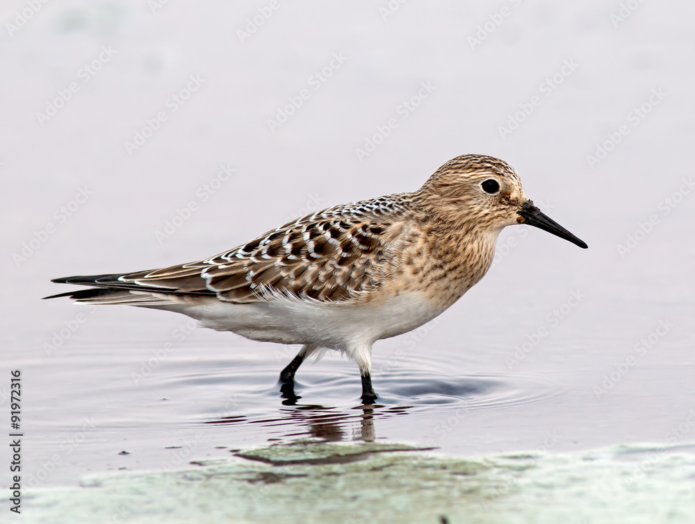 Baird's Sandpiper