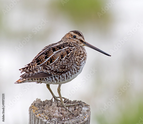 Wilson's Snipe photo