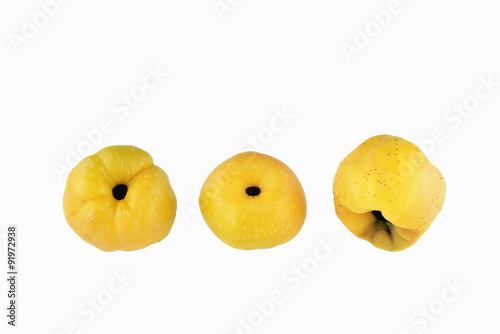Three chaenomeles speciosa (Rosaceae) fruits photo