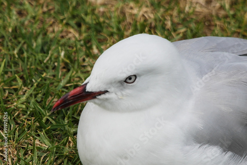 Eye of a gull photo