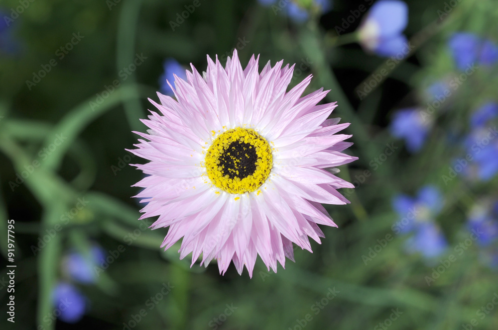 薄紫の花 Stock Photo Adobe Stock
