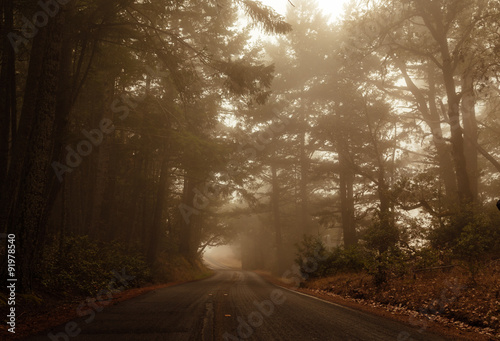 foggy drive through the forest