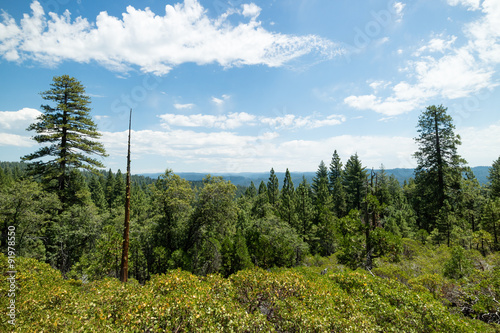 Photos Huge Redwood trees in Calaveras National State Park, California, United States
