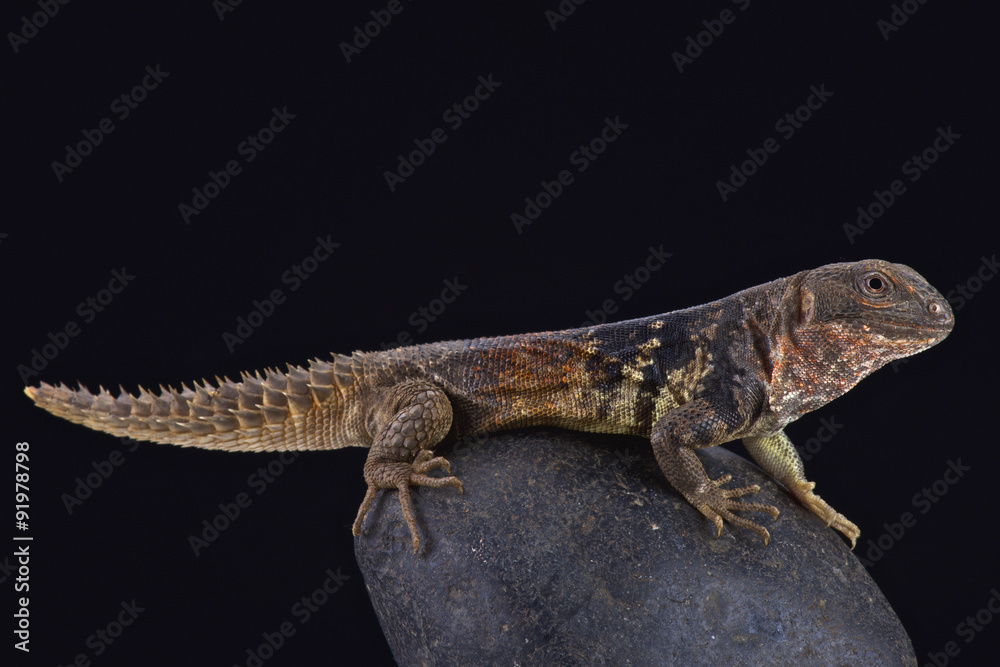 Yucatán spiny-tailed iguana (Ctenosaura defensor) Yucatán spiny-tailed iguana (Ctenosaura defensor)