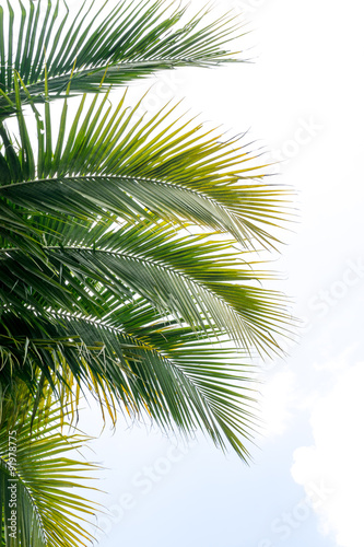 Coconut green leafs © ETAP