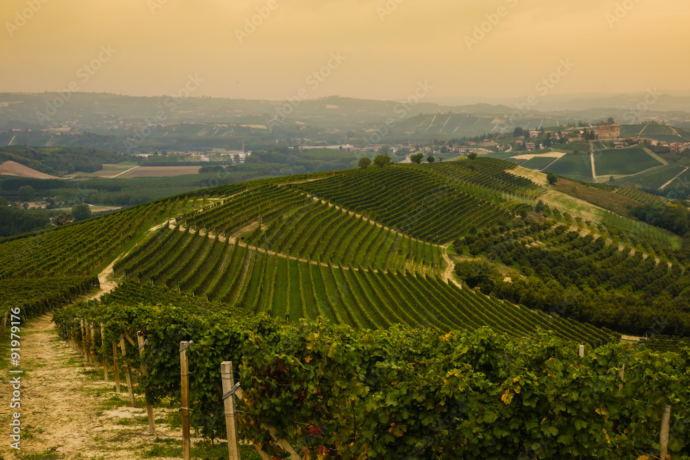 Langhe hills during harvest at the end of the summer