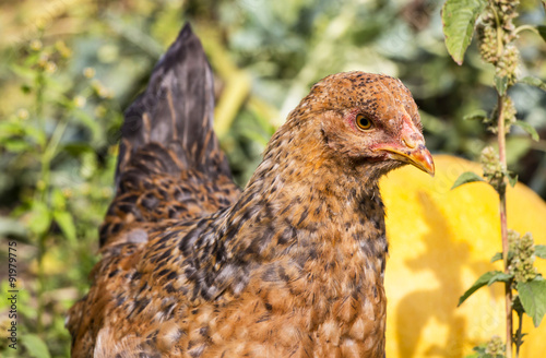 Young chicken on a poultry farm