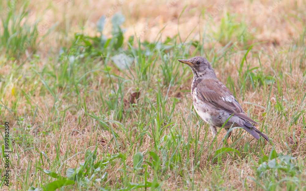 Young song thrush (Turdus philomelos) Young song thrush (Turdus philomelos)