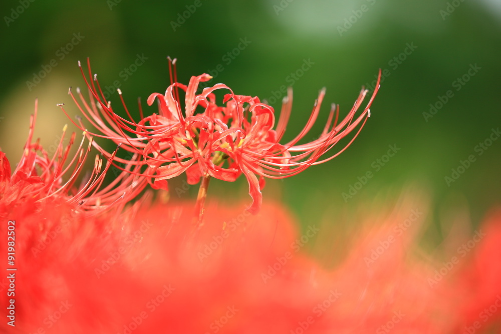 彼岸花 彼岸花