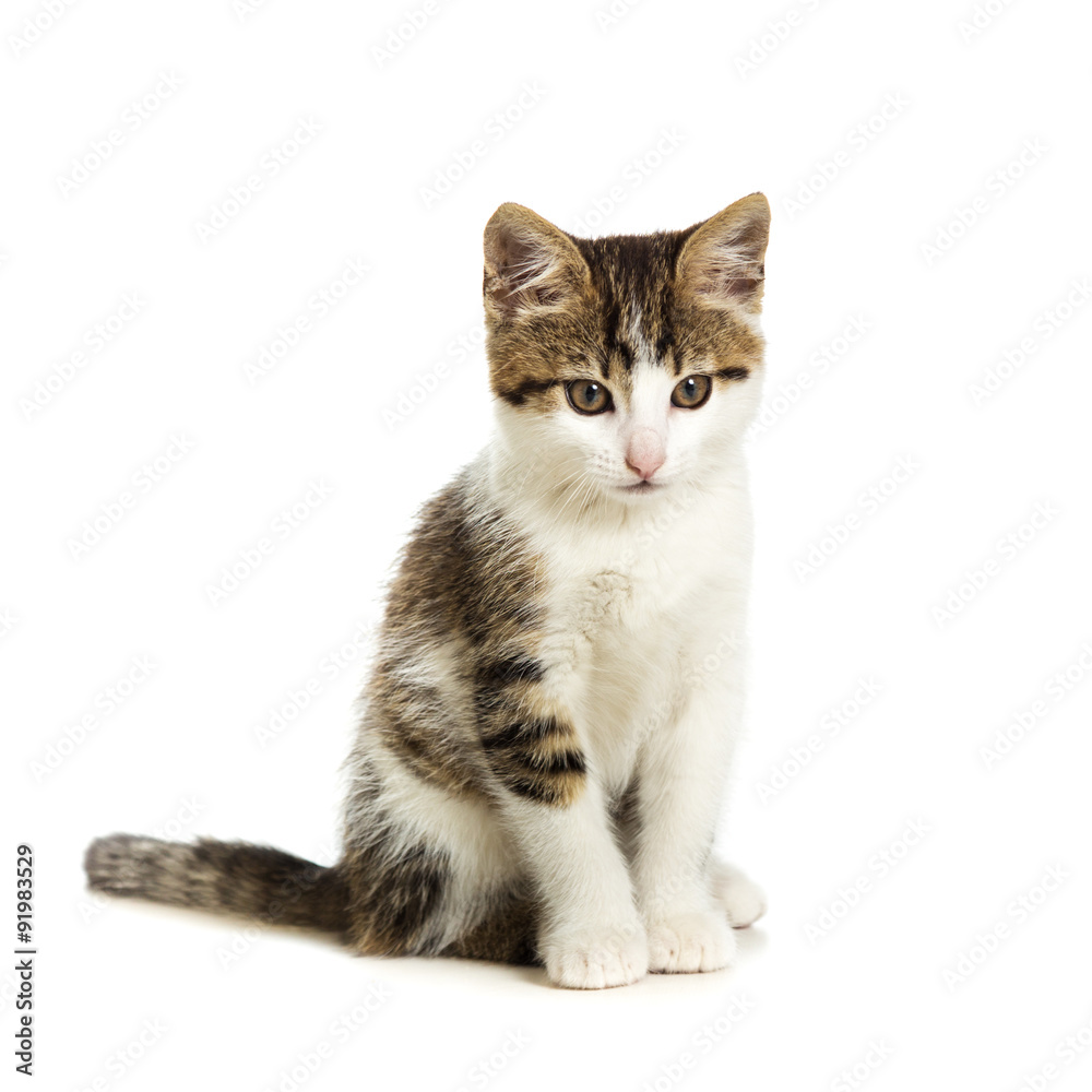 Fototapeta premium Cute kitten sitting on a white background