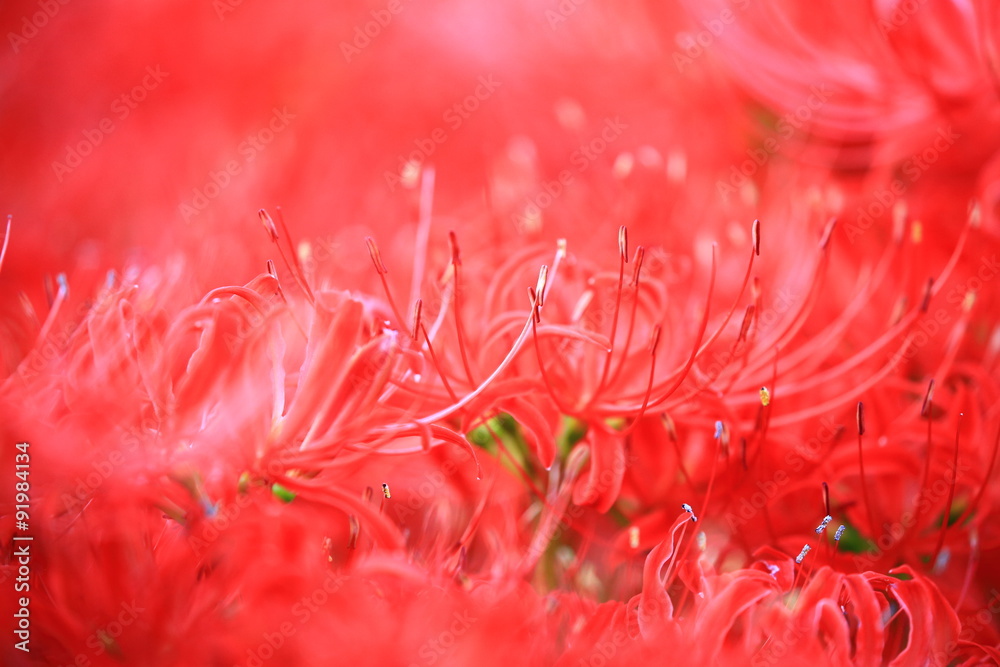 彼岸花 彼岸花