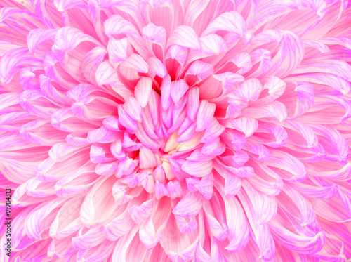 Beautiful close up of Pink chrysanthemum
