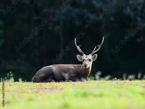 Deer, in nature wildlife anima © werafotolia