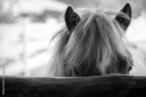 Fototapeta Naklejka Na Ścianę i Meble -  Horse in stable