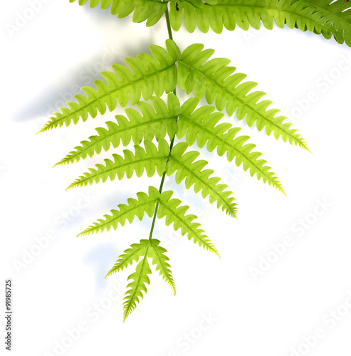 leaf fern isolated on white