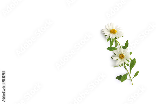 Wallpaper Mural Weisse Astern Torontodigital.ca