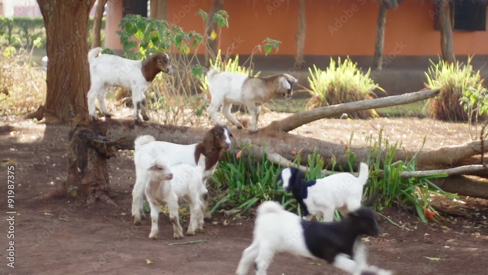 Goats Jumping Off a Log