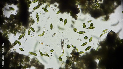 Mikroorganismen Plankton  - 1080p Full HD