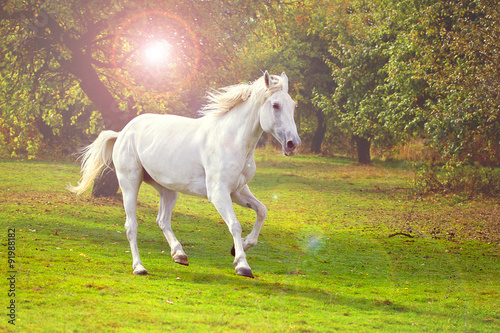 White horse galloping on the apple orchard