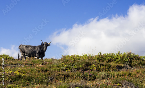 Fototapeta Naklejka Na Ścianę i Meble -  wild cow