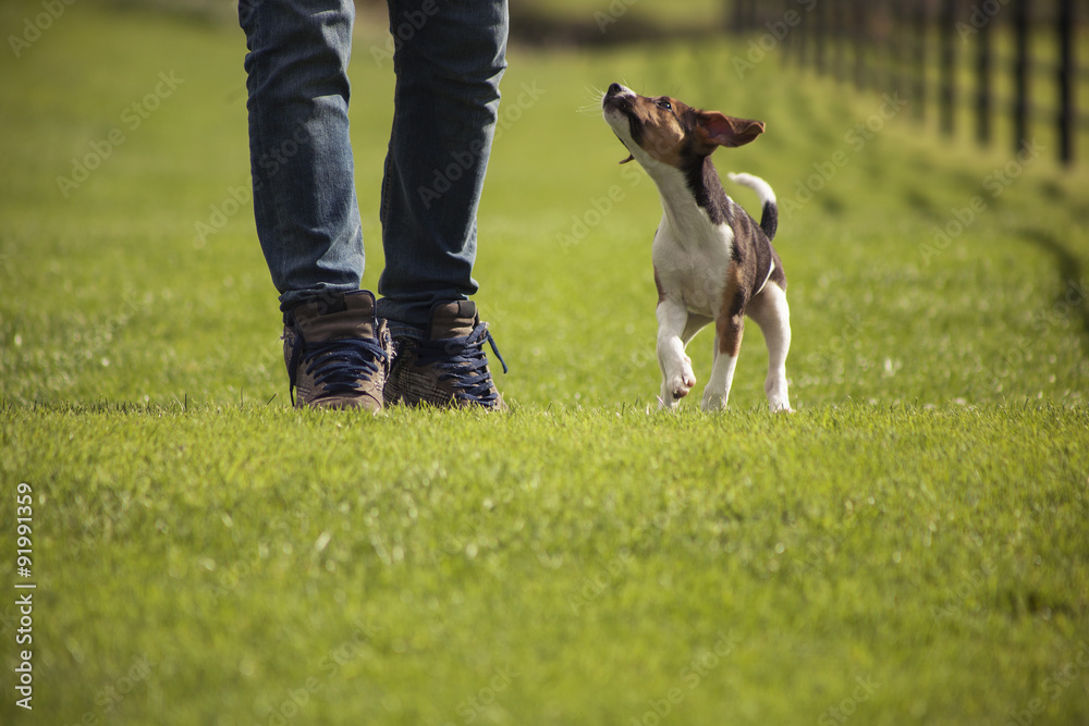 Walking Beagle dog puppy
