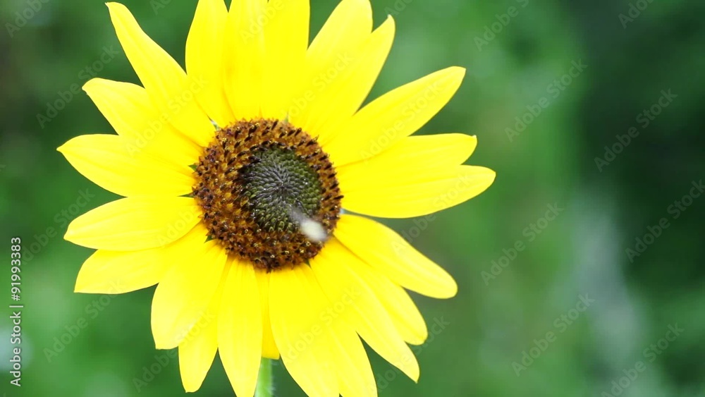 Sunflower and Bug Super Slow Motion Sunflower and Bug Super Slow Motion
