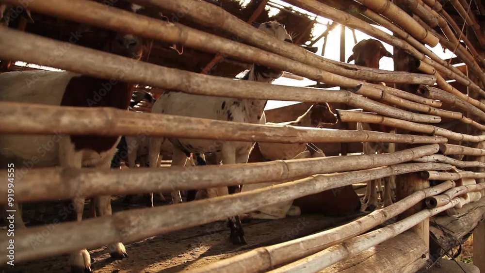 Goats in Pen in Africa Push In Goats in Pen in Africa Push In