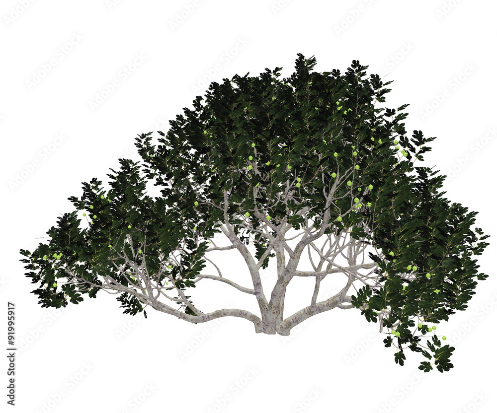 Obraz premium Fig tree - 3D render
