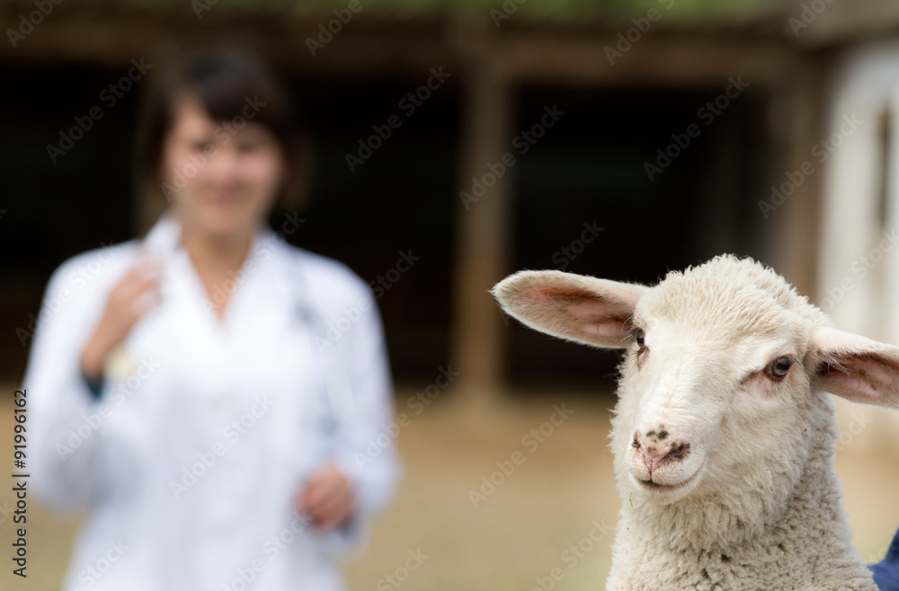 Obraz premium Lamb portrait with veterinarian