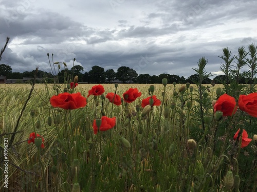 Mohnblüten vor dem Unwetter