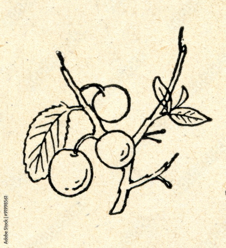 Vászonkép Blackthorn (Prunus spinosa) fruits